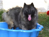 Femelle Spitz Loup à vendre