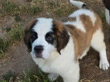 À vendre 2 chiots Saint-Bernard (LOF)
