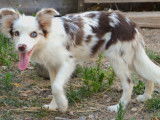 Aaron, Border Collie rouge merle LOF à vendre