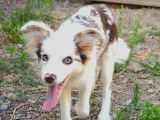 Aaron, Border Collie rouge merle LOF à vendre