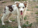Aaron, Border Collie rouge merle LOF à vendre