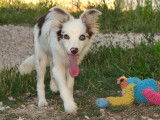 Aaron, Border Collie rouge merle LOF à vendre