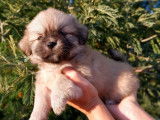 4 chiots mâles Épagneuls Tibétains disponibles à l’achat (LOF)