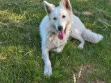 À vendre un chien Berger Blanc Suisse LOF de 3 ans