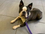 Une chienne Boston Terrier de 3 ans LOF à acheter