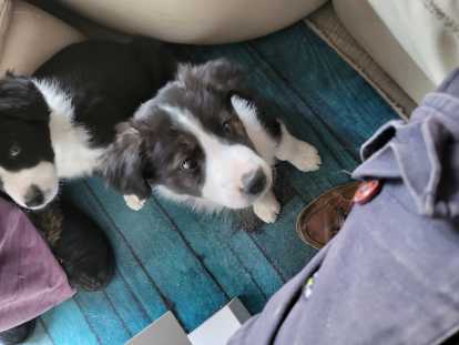 Chiots de race Border Collie à vendre