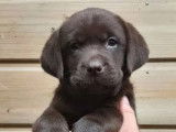5 chiots Labrador Retrievers LOF disponibles à la vente