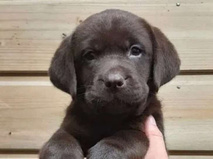 5 chiots Labrador Retrievers LOF disponibles à la vente