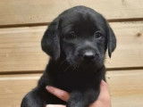 5 chiots Labrador Retrievers LOF disponibles à la vente