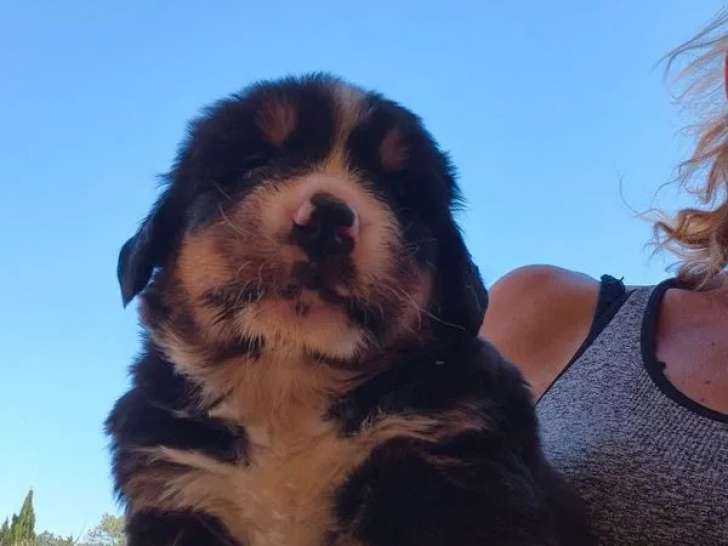 3 chiots Bouviers Bernois LOF à réserver