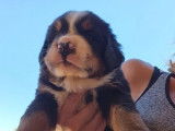 3 chiots Bouviers Bernois LOF à réserver
