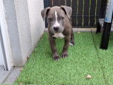 Chiot American Staffordshire Terrier LOF à vendre