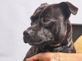 Mâle Staffordshire Bull Terrier LOF disponible pour saillie