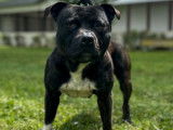 Mâle Staffordshire Bull Terrier LOF disponible pour saillie