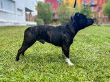 Mâle Staffordshire Bull Terrier LOF disponible pour saillie