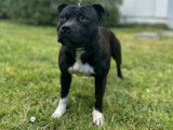 Mâle Staffordshire Bull Terrier LOF disponible pour saillie