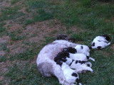 Chiots Lagotto Romagnolo à vendre