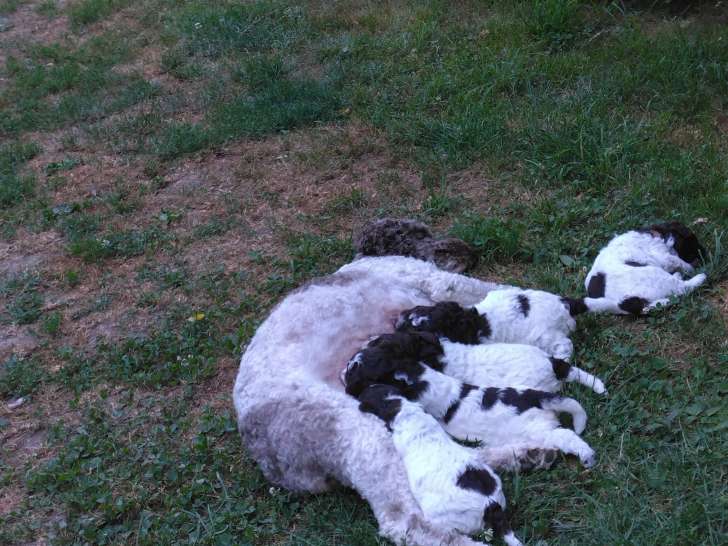 tess et ses chiots