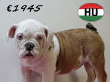 Splendides chiots Bouledogue Anglais de différentes couleurs à vendre