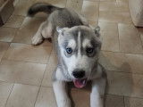 Chiot femelle Husky à vendre