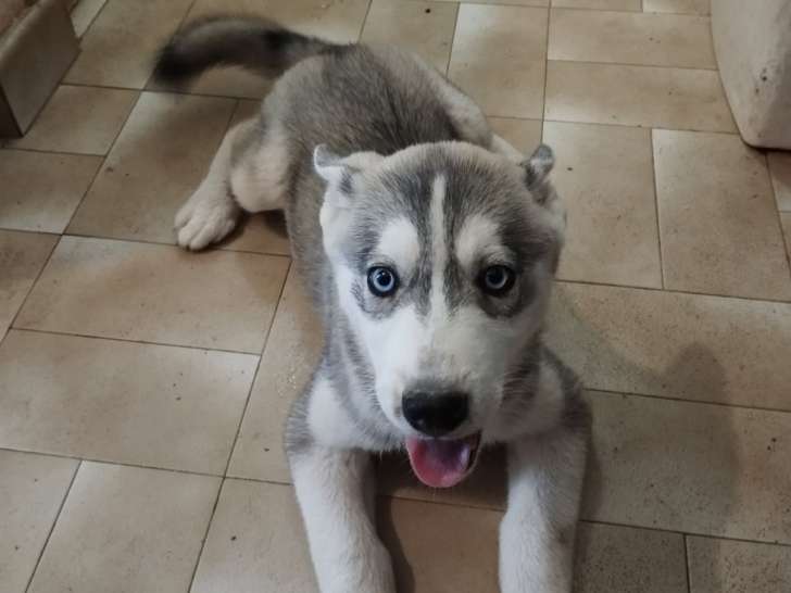 Chiot femelle Husky à vendre