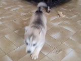 Chiot femelle Husky à vendre