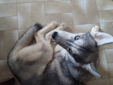 Chiot femelle Husky à vendre