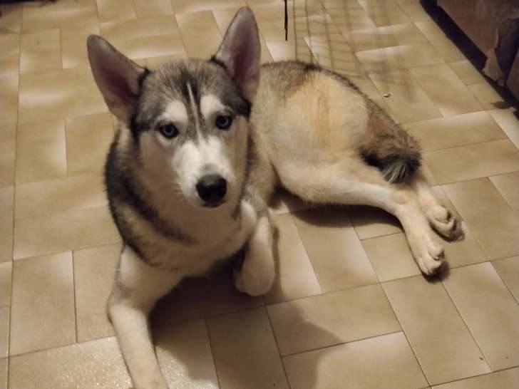 Femelle Husky à vendre