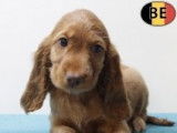Magnifiques chiots Cocker Anglais roux à vendre