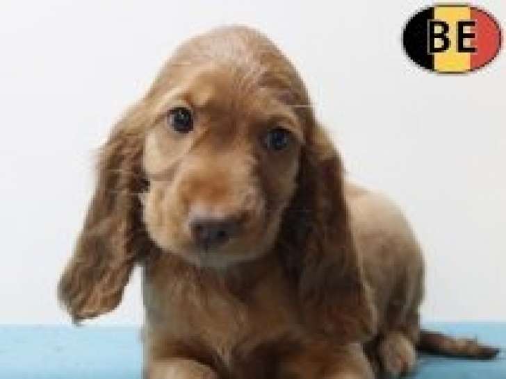 Magnifiques chiots Cocker Anglais roux à vendre