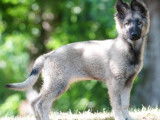 Chiots Berger Allemand d'ancien type bleus à vendre