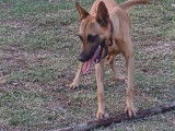 Spark, jeune Malinois à adopter