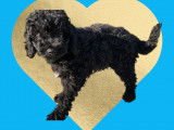 Adorable chiot Caniche nain noir à vendre