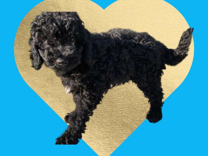 Adorable chiot Caniche nain noir à vendre