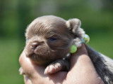 Superbes chiots mâles Chihuahua lavande à poil long à vendre
