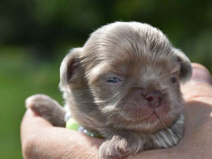 Superbe chiot mâle Chihuahua lavande à poil long à vendre