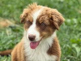 À vendre, 3 chiots Bergers Australiens (LOF)