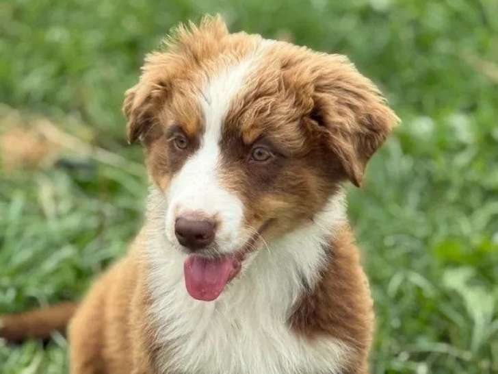À vendre, 3 chiots Bergers Australiens (LOF)