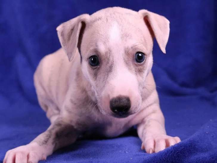 2 chiots Whippets mâles bringé bleu LOF à réserver