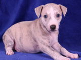 2 chiots Whippets mâles bringé bleu LOF à réserver