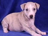 2 chiots Whippets mâles bringé bleu LOF à réserver