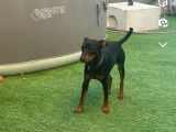 Chiots Pinscher Nain à réserver