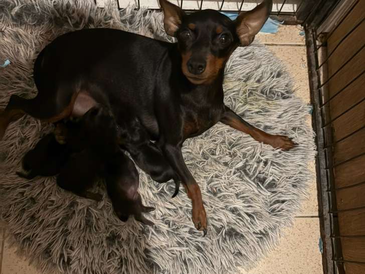 Chiots Pinscher Nain à réserver