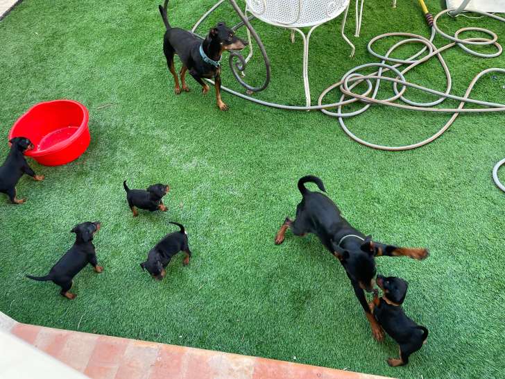 Chiots Pinscher Nain disponible