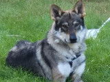 Mâle Chien Loup Tchécoslovaque disponible pour saillie