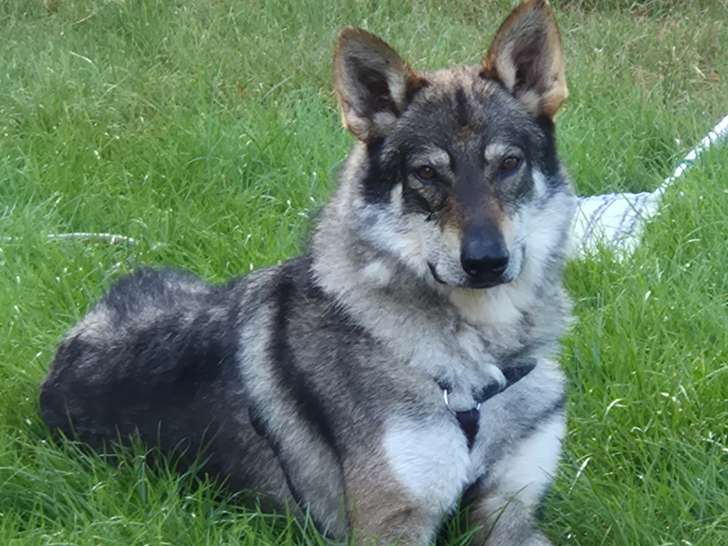 Mâle Chien Loup Tchécoslovaque disponible pour saillie