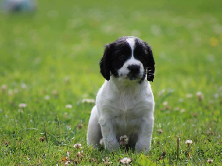 Chiots Springer Anglais LOF à vendre