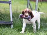 Chiots Springer Anglais LOF à vendre