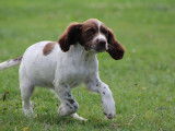 Chiots Springer Anglais LOF à vendre