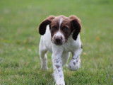 Chiots Springer Anglais LOF à vendre